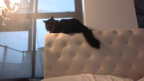 OF  online show from February 3, 4:44 pm