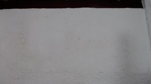 aliss online show from November 6, 12:30 pm