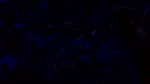 anal_stoner69 online show from December 4, 2:25 am