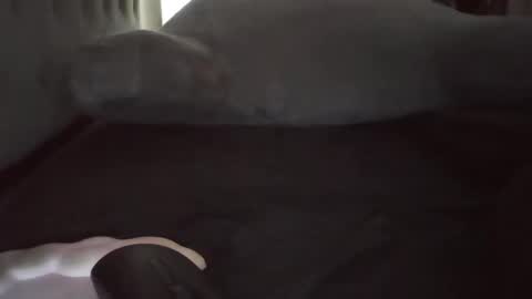 bambii_bimbo69 online show from March 3, 11:23 pm