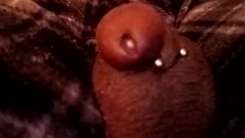 bcfalcon69 online show from February 26, 5:00 am