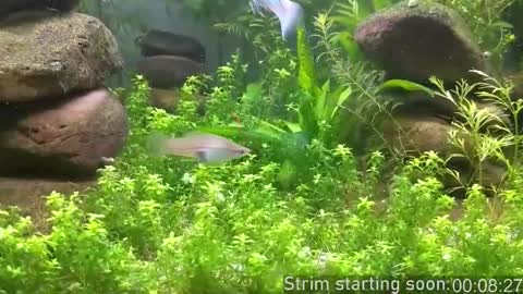 Booker Baxton online show from February 17, 4:00 am