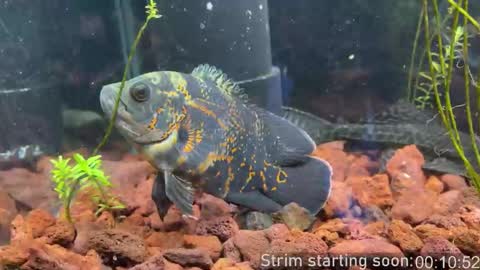 Booker Baxton online show from March 22, 2:59 am