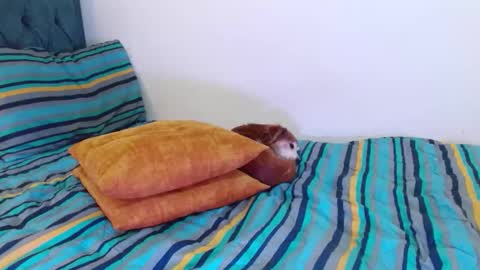 Cedrixx10 online show from December 19, 12:17 am