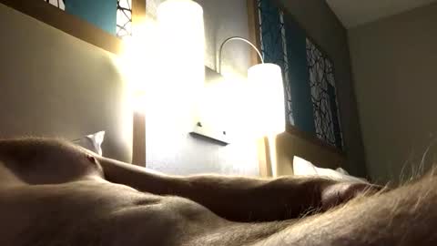 dl8642 online show from November 18, 2:03 am