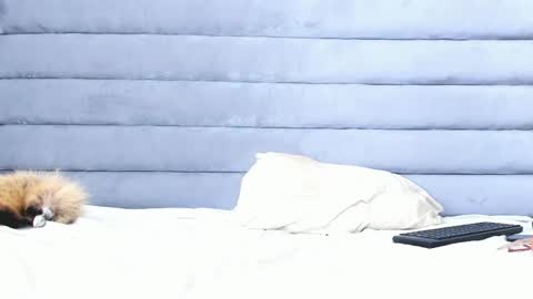 elaisaprincess online show from February 11, 2:14 am