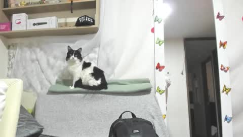 gatalu online show from March 17, 7:08 pm