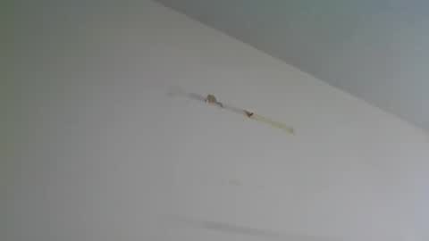 Snapshot of gringoloco253783 chatting on February 17, 9:21 pm certifiedloverboy online show from February 17, 9:21 pm