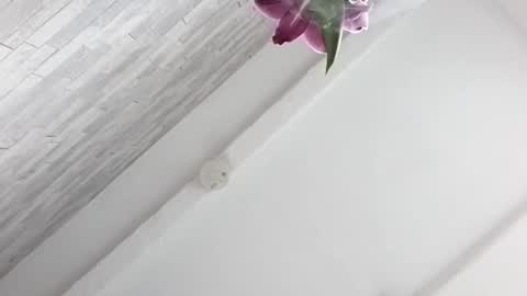 Calvin Secret  online show from February 2, 2:36 pm