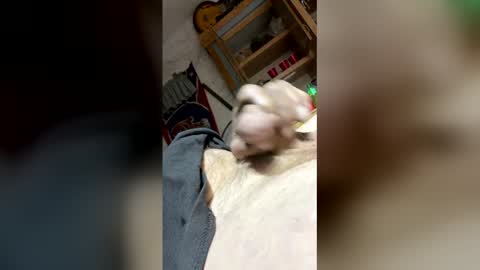 jermys_perversions online show from January 17, 6:01 am