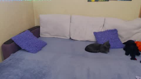Snapshot of juliasane_ chatting on October 6, 8:15 pm Jul online show from October 6, 8:15 pm