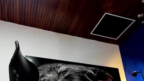 Angel Falconer online show from November 19, 2:11 am