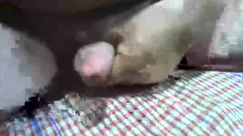 klok8230 online show from February 10, 2:47 am