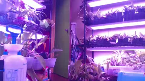 Snapshot of krookedorchid chatting on October 30, 10:05 am krookedorchid online show from October 30, 10:05 am