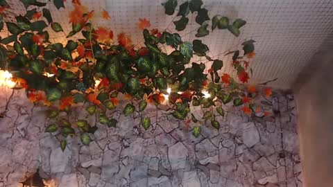 Lancelot Benwick online show from January 7, 1:38 am