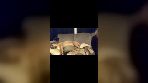 private_life_of_deer online show from April 26, 7:17 am