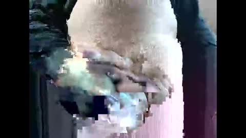 sexmetalmark online show from January 7, 7:13 am