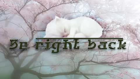 SleepyHeadCat online show from May 8, 10:37 pm