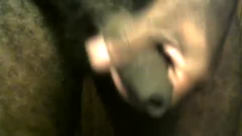 snkr1244 online show from December 28, 7:55 am