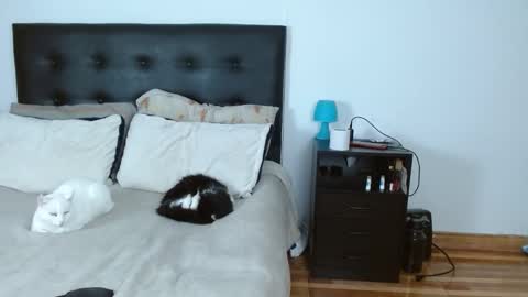 iris online show from December 14, 5:02 am