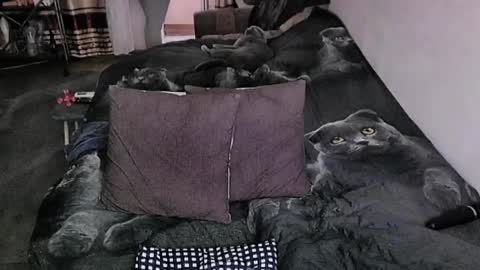 Lana online show from April 9, 12:58 am