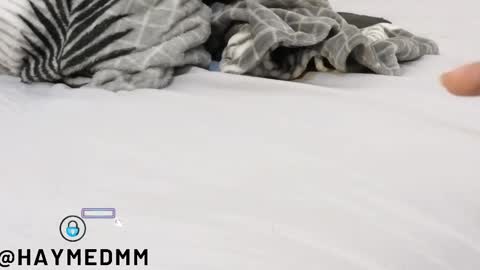 find me on chaturbate as imhaymed online show from November 11, 9:22 am