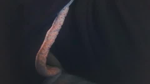 vicvictoree online show from December 14, 2:07 am